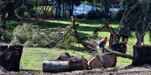 Hundreds of trees have been cut down for the upgrade. 