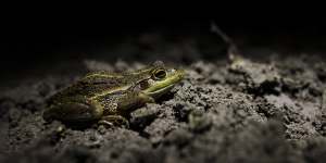 Gayini wetlands are teaming with animals,including the endangered Southern Bell Frog.