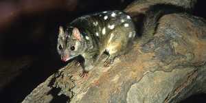 The Western Quoll (Dasyurus geoffroii),also known as the Chuditch is a vulnerable species,whose distribution is now confined to south-western Western Australia.