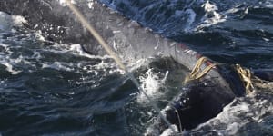 Humpback whale tangled off Bondi Beach