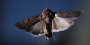 Bogong moths 
