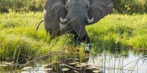 Why Botswana wants Angola's exiled elephants to return home