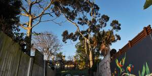Mature trees in Sydney's densely-populated inner west are important for animal habitats and mitigating urban heat,environmental campaigners say.
