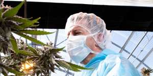 Australian Natural Therapeutics Group CEO Matthew Cantelo among marijuana plants in NSW.