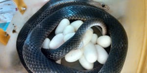 Three people bitten by snakes overnight in Queensland