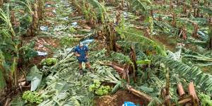 Banana prices expected to rise after $180m damage to Qld crops