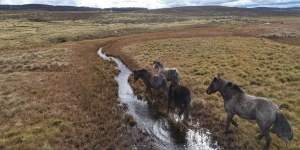 Feral horses damaging the waterways along the Eucumbene River north of Kiandra in June 2020.
