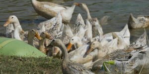 Ducks eat along the shore of Snoa village farm outside Phnom Penh,Cambodia on Thursday.