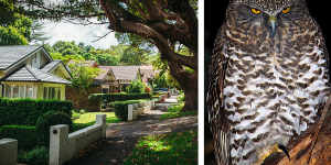 Ku-ring-gai Council says the powerful owl and other species are under threat from development.
