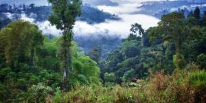 Dense jungle in the Ecuador part of the Amazon rainforest.