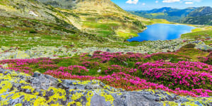 Rhododendron flowers add colour to Retezat National Park.