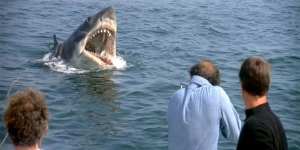 The film Jaws has left its mark on the population. 