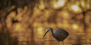 Special Theme:Wading Birds of The Australian Floodplains category winner Jambalaya on the Bayou.