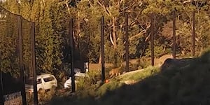 The CCTV footage shows the escapee lions at Taronga Zoo metres from an access road.
