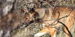 Drinks delivered for dingoes in bushfire-ravaged national park