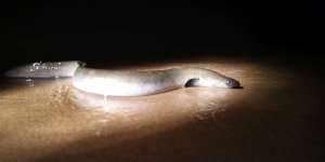 An eel migrating over a sandbar.