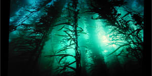 The Tasman Sea is warming at four times the global average,placing at risk giant kelp forests off the Tasmanian coast.
