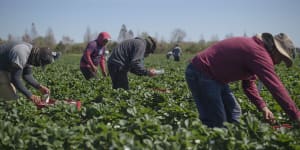 More than 100 test negative after fruit-picker scare