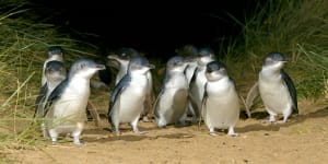 Phillip Island,Victoria things to do:Penguins just one of the attractions