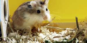 Hong Kong will kill about 2000 small animals,including hamsters,infected with coronavirus.
