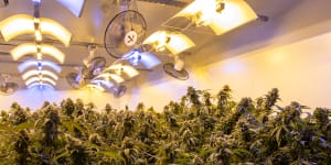 Major health insurer becomes first in Australia to support medical cannabis treatments