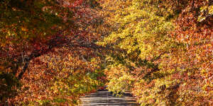 Where is this autumnal avenue located?