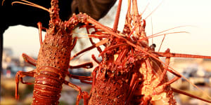 Fresh Australian rock lobsters are a big export to China but tonnes are now being held up.