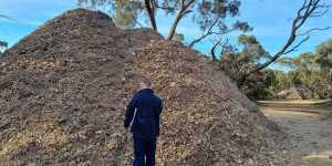 An EPA investigator examines a pile of mulched building waste on Limbourne’s bush property.