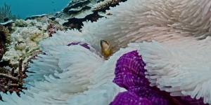 Unprecedented spread of coral bleaching along Great Barrier Reef