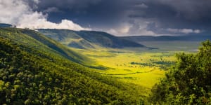 A Forest in the Ngorongoro Crater.