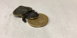 Baby boom for rare turtle on the edge of extinction