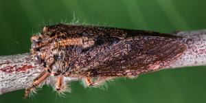 A Hairy Cicada,one of the world’s oldest cicada species,which vibrates rather than sings,on Mount Dandenong in Victoria.