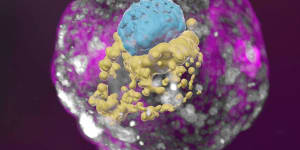 A stem cell–derived human embryo model at a developmental stage equivalent to that of a day 14 embryo. The model has all the compartments that define this stage:the yolk sac (yellow) and the part that will become the embryo itself,topped by the amnion (blue) – all enveloped by cells that will become the placenta (pink). 