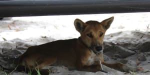 Dingo found with fish hook in lip sparks reminder for Fraser Island tourists