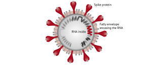 "Trouble wrapped in protein":Inside its spiky outer shell the coronavirus contains a folded-up strand of RNA.