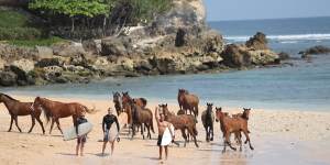 Horses on Sumba,Indonesia.