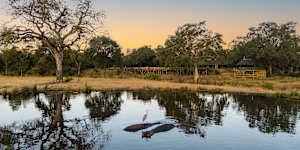 A heron hitches a ride on a hippo next to Sabi Sabi Bush Lodge.
