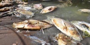 Carcasses after a mass fish kill in the Darling River at Menindee.