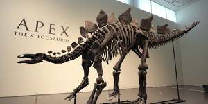 ‘Apex’ the stegosaurus skeleton at Sotheby’s New York in New York.