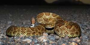 The Mojave rattlesnake is one of the world's deadliest snakes.