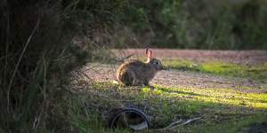 A wild rabbit of Phillip Island. 