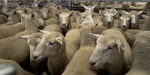 The government has not outlined a timeline for when the ban on live sheep exports will be implemented.