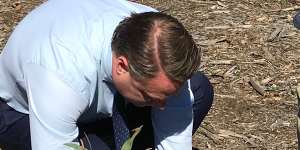 Lord mayor Cr Adrian Schrinner plans new blue gums at Brisbane's Koala bushlands at Burbank.