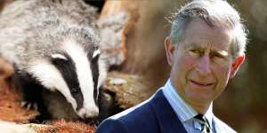 ‘Intellectually dishonest’:The future king was ill-disposed towards badgers.