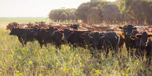 AACo back in the black on rising Wagyu beef sales