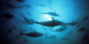 Southern bluefin tuna is farmed off South Australia. In waters elsewhere,the species is a prime target for illegal fishing. 