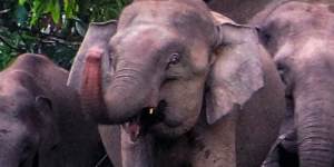 Wonders await:pygmy elephants in Borneo.