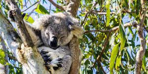 The Great Koala National Park is intended to provide habitat for the iconic species.