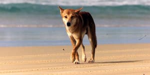 Dingo put down after Fraser Island attack showed'concerning'behaviour