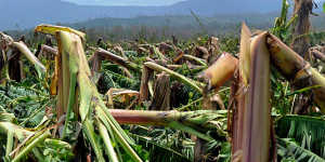 A north Queensland banana plantation devastated by 2011's Cyclone Yasi,just one of many natural disasters to befall our state in the past decade. 